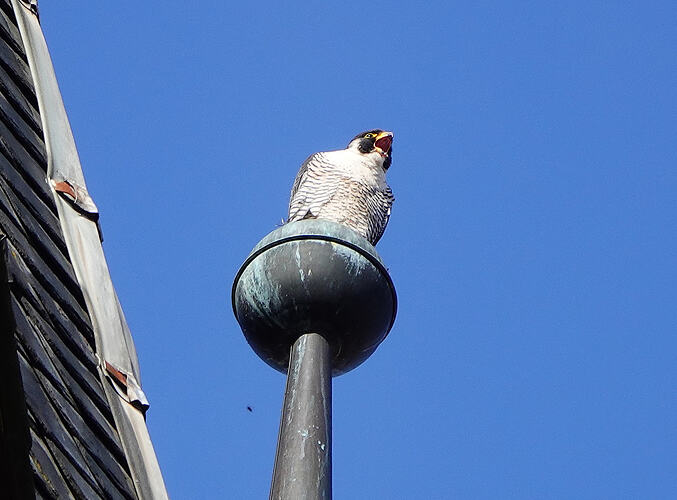 DSC09874