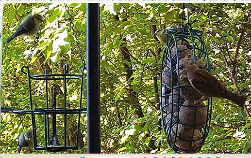 Blaue 3 und 1 Spatz 23.05.24