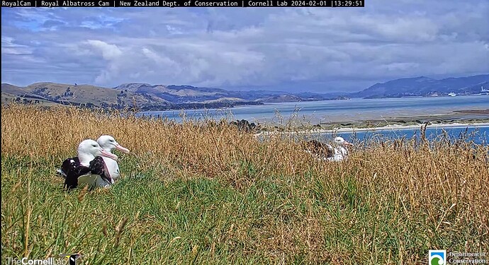 Screenshot_2024-02-01-03-35-46-423_com.google.android.youtube