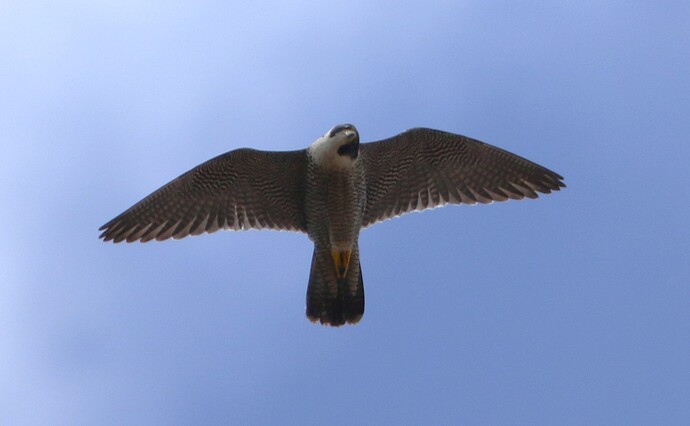 Falco schaut zum Kirchplatz
