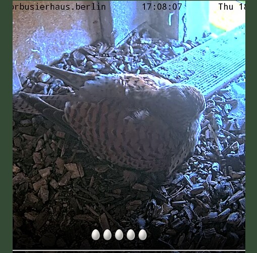 Screenshot_20240418-170850_Chrome