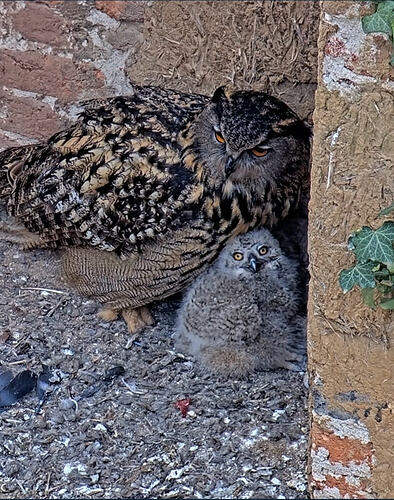 Screenshot_20260411_101250_Samsung Internet