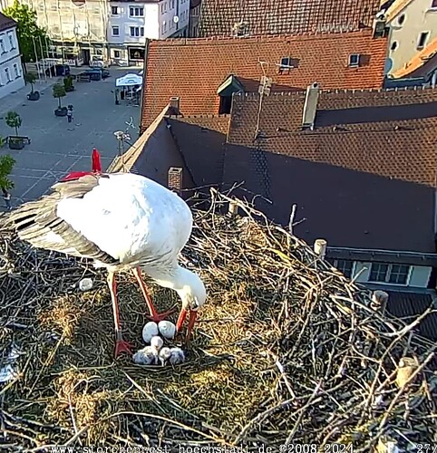 Screenshot_20240427_191836_Chrome