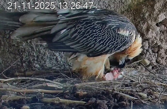 Screenshot_2025-11-21-13-27-56-622_com.android.chrome~2