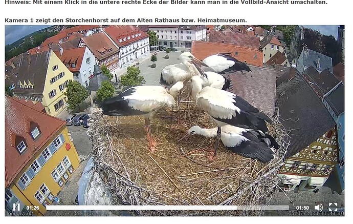 Störche alle.PNG