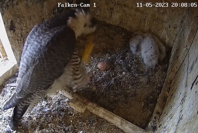 2023-05-11 20_08_43-Clipboard