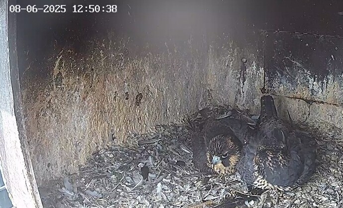 Screenshot_20250608_134612_Chrome