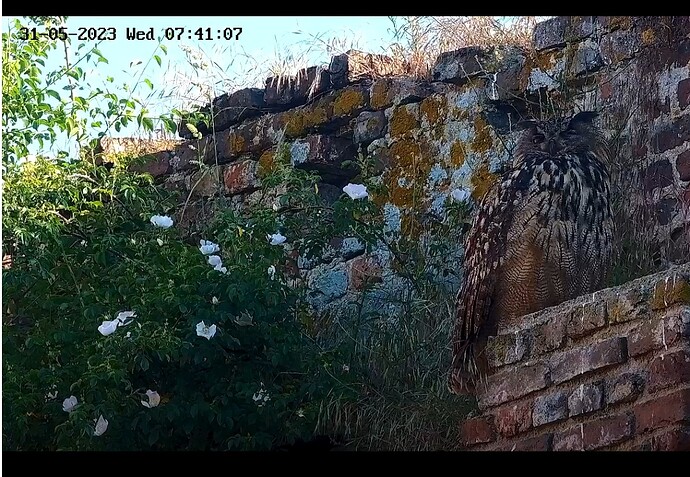 Screenshot_20230531_074130_Samsung Internet