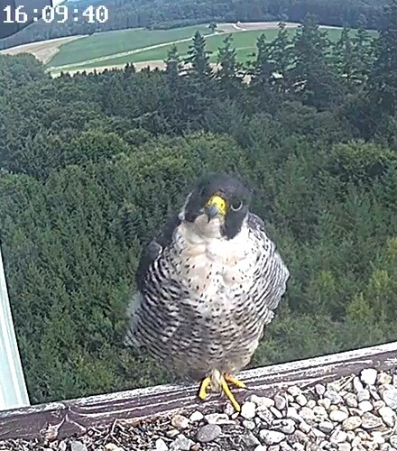 Screenshot_2025-08-03-16-09-43-017_com.android.chrome