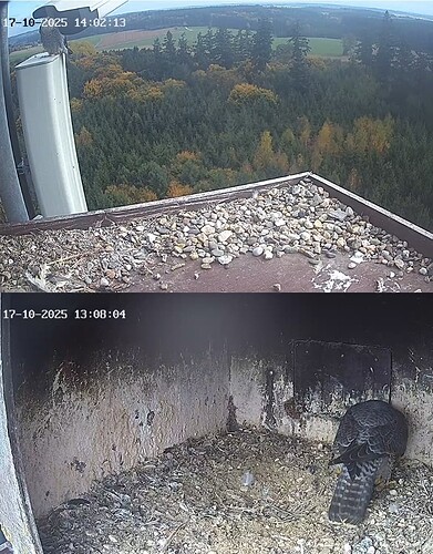 Screenshot_20251017_140410_Chrome