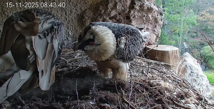 H besucht M 15.11.25