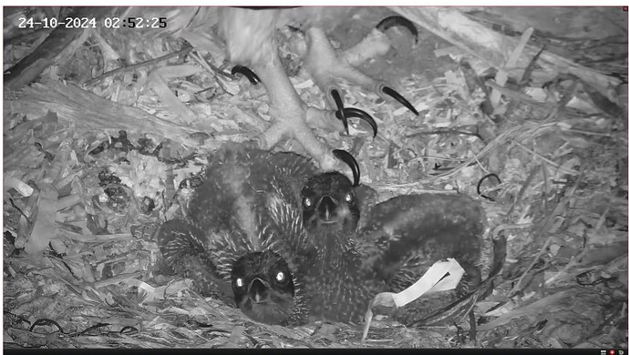 Screenshot 2024-10-23 183853