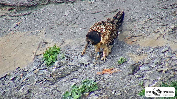 Bildschirmfoto vom 2026-06-02 18-27-11