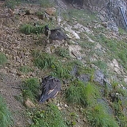 Vinz mit fetter Beute 12.06.24
