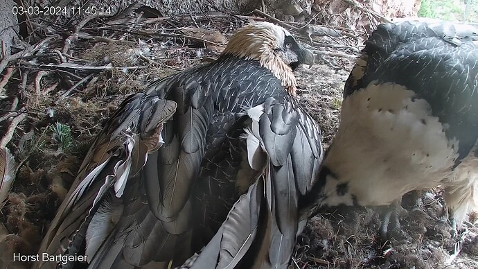 SnapShot-20240303_114525