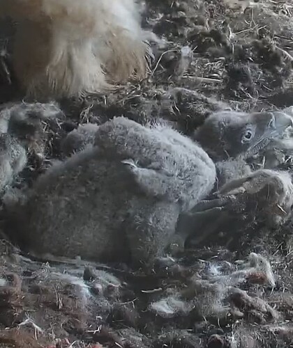 Screenshot_20240323_172224_Samsung Internet