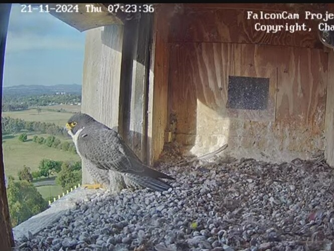 Screenshot_20241120_212354_Chrome