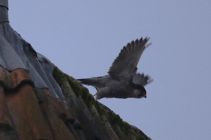 Falco Sonntag 2a