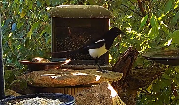 Elster beim Abendbrot 24.06.25