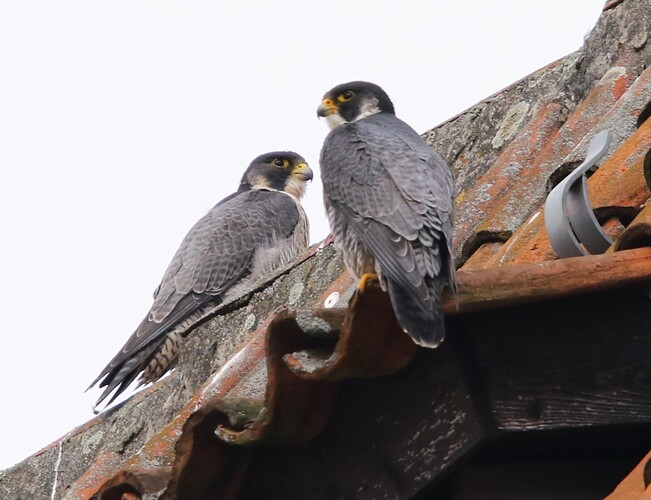 Wanda und Falco