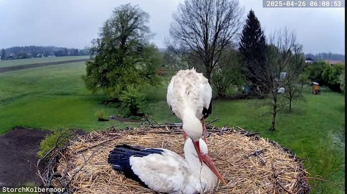 Screenshot_2025-04-26-06-47-42-194_com.google.android.youtube