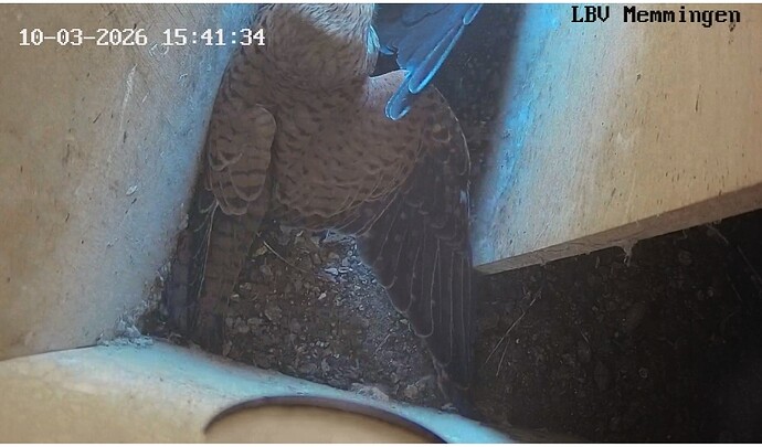 Screenshot_20260310-144516_Chrome