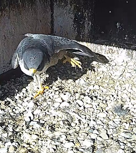 Screenshot_20240203_123058_Chrome