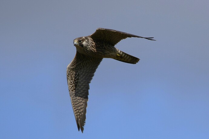 Baumfalke 4a