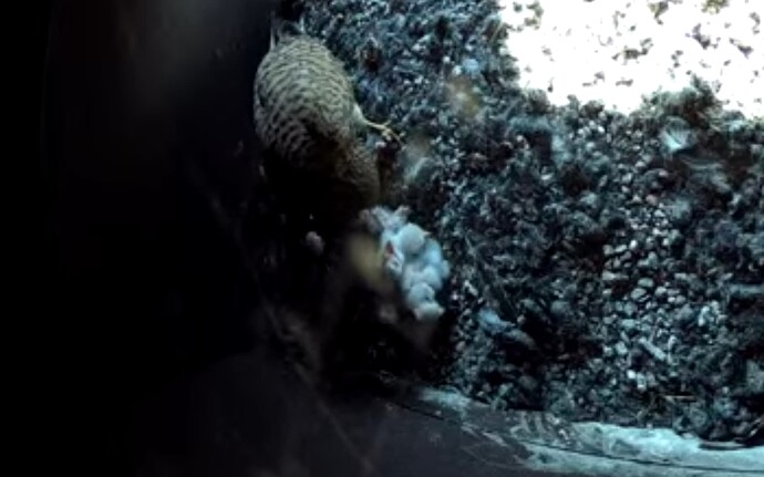 Screenshot_20240509-105336_YouTube