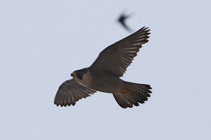 Falco 2-2a