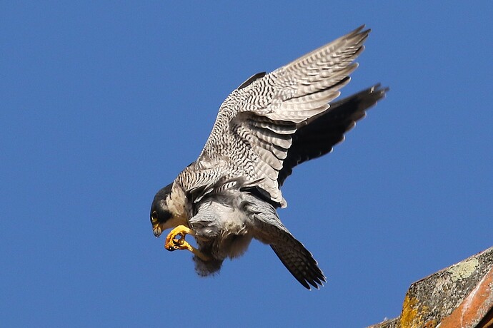 Falco Anflug
