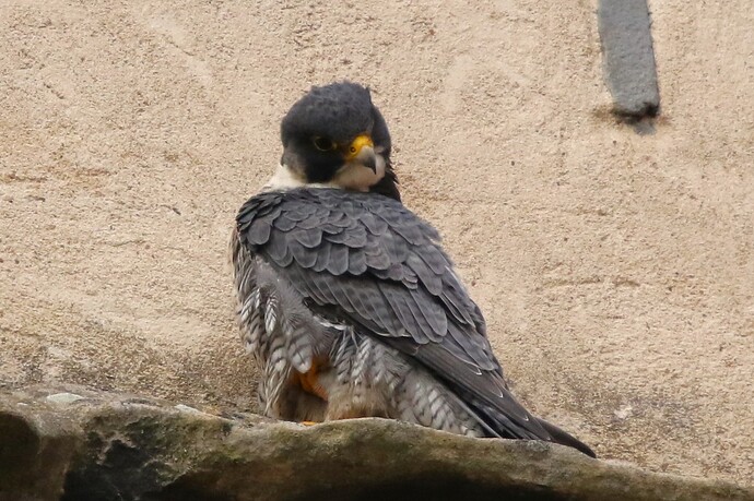 Falco Sonntag 9