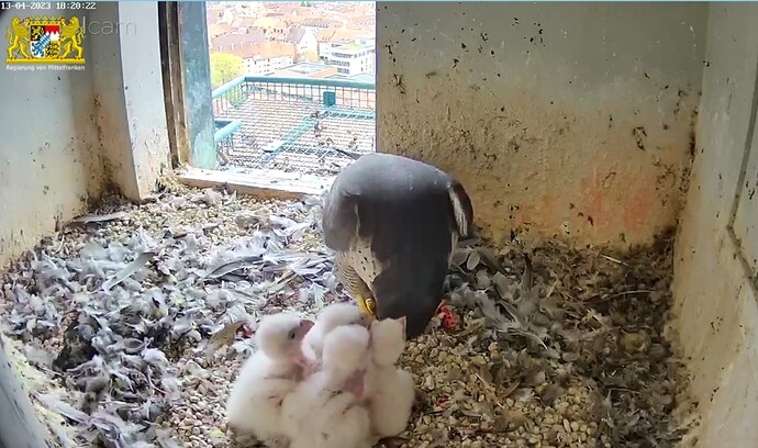 Screenshot_20230413-182044_Samsung Internet