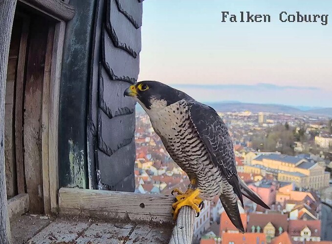 Screenshot_2026-01-19-16-51-25-273_com.android.chrome~2