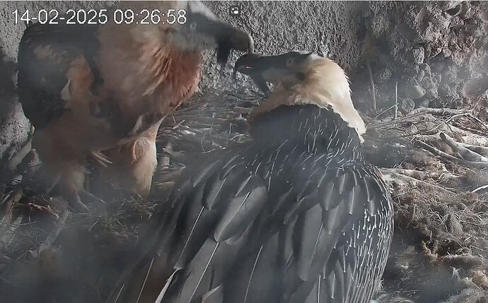 Zärtlichkeiten 14.02.25