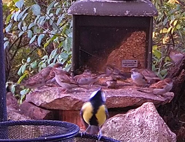 Spatzen mit Kohli 10.10.25