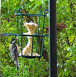 Kohli und Spatz 18.05.24