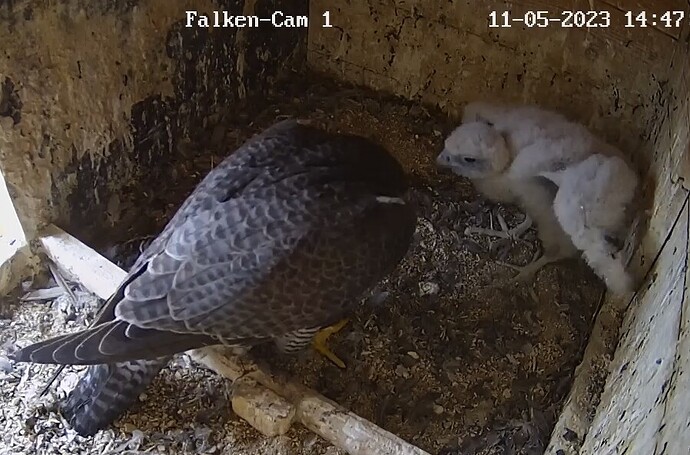 2023-05-11 14_48_37-Clipboard