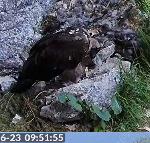 G. bei Nestarbeiten. 23.06.25