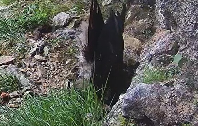 G. nimmt Vollbad 28.06.25