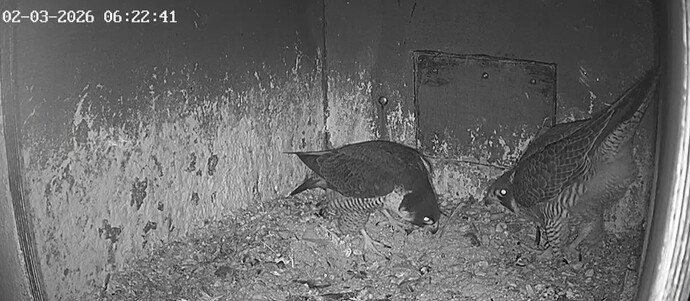 Screenshot_20260302_061602_Chrome