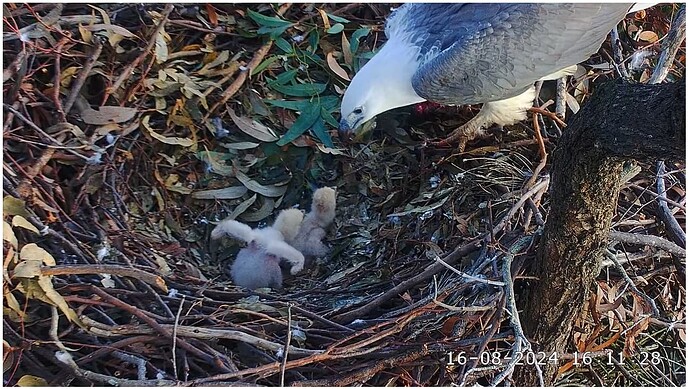 Screenshot 2024-08-16 094333