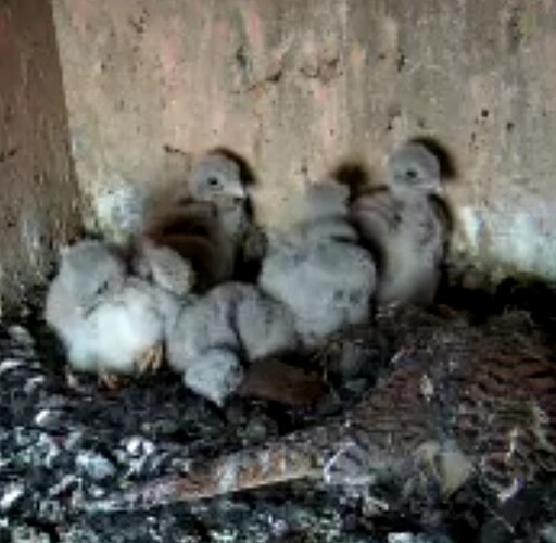 Screenshot_20240619-190046~2