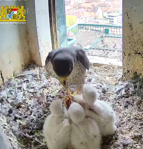 Screenshot_20230416-152730~2