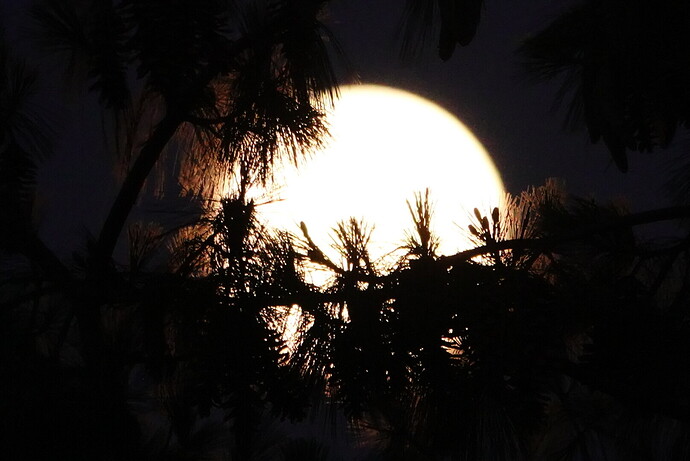 DSC06886_1