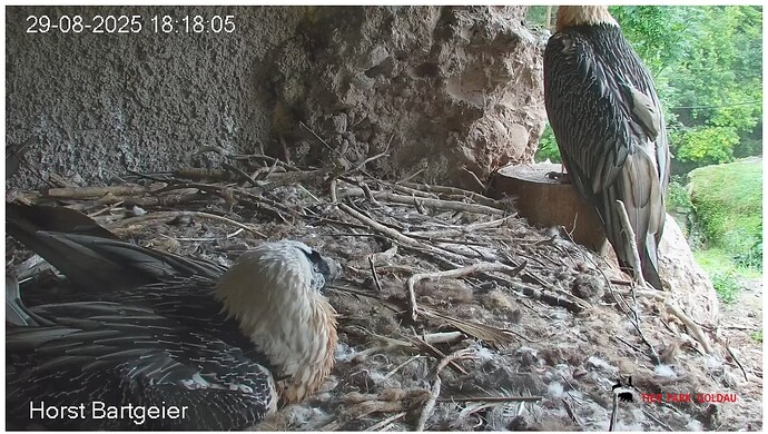 Screenshot_20250829-181912~2