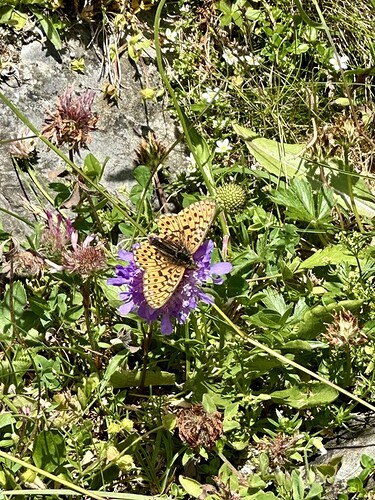 Schmetterling auf Blume