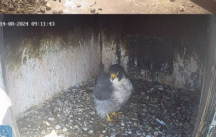 Screenshot_20240814-100802_Chrome