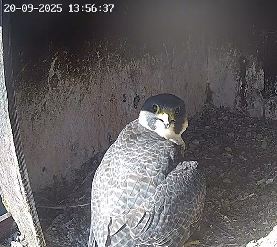 Screenshot_20250920_145104_Chrome