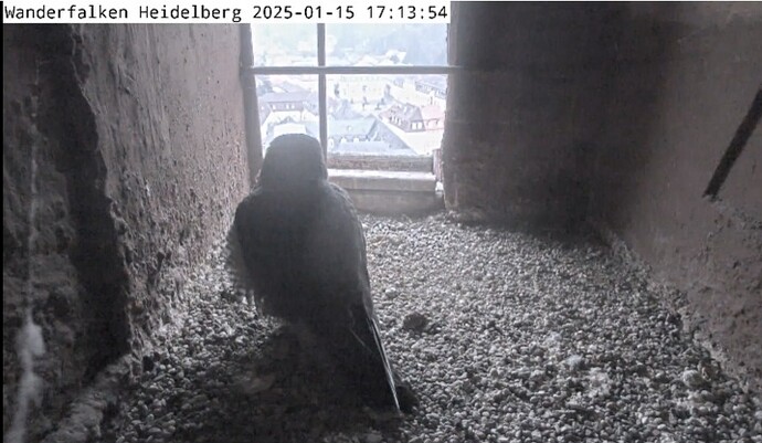 Screenshot_20250115_170930_Chrome